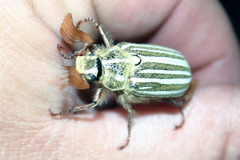 Polyphylla decemlineata