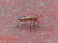 Dysdercus intermedius