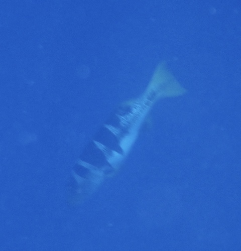 Blacksaddle Coralgrouper — seen at this dive site