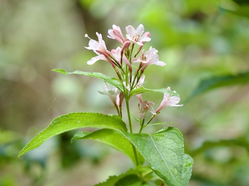 Weigela hortensis, photograph 1
