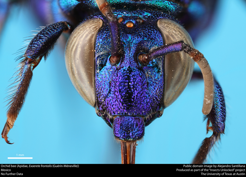 Knob-fronted Cuckoo-Orchid bee (Exaerete frontalis) · iNaturalist