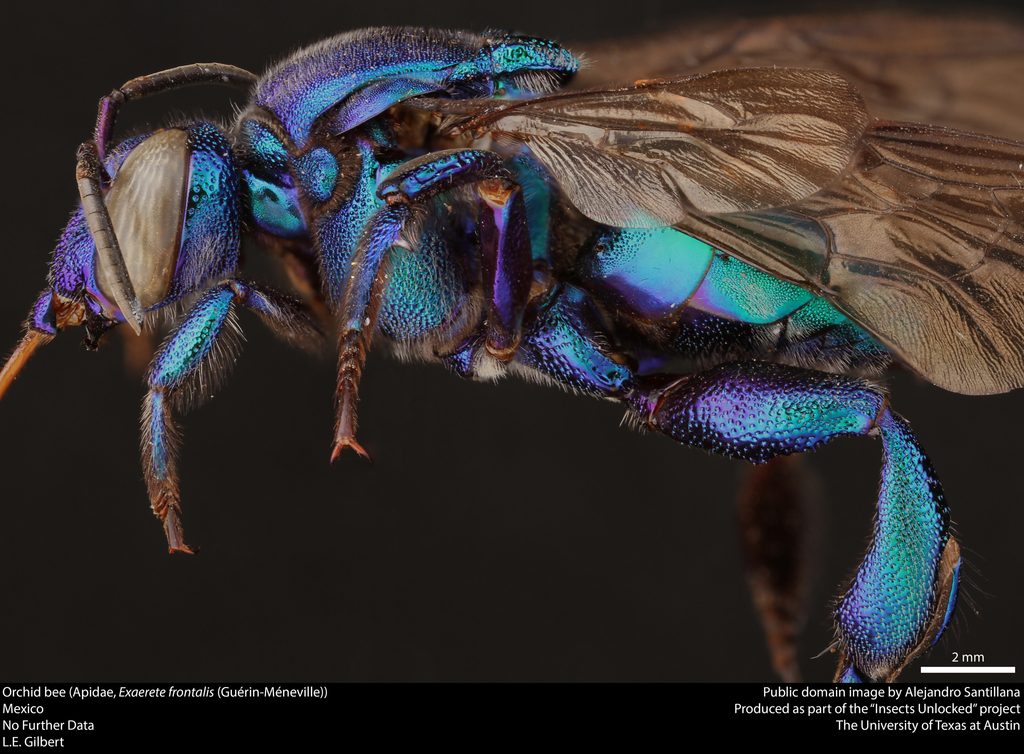 Knob-fronted Cuckoo-Orchid bee (Exaerete frontalis) · iNaturalist