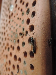 Monosapyga clavicornis