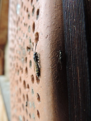 Monosapyga clavicornis