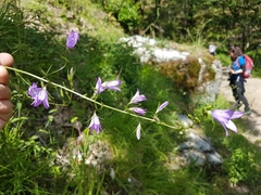 Campanula lusitanica