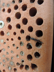 Monosapyga clavicornis