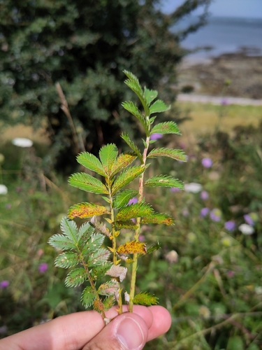 Diplocarpon earlianum, 2024-08-16