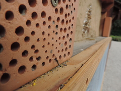 Monosapyga clavicornis