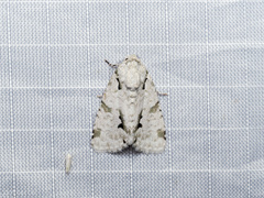 Thalathoides curtalis