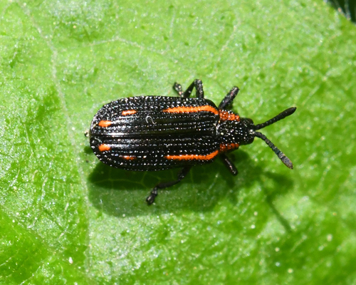 Microrhopala xerene photo 3