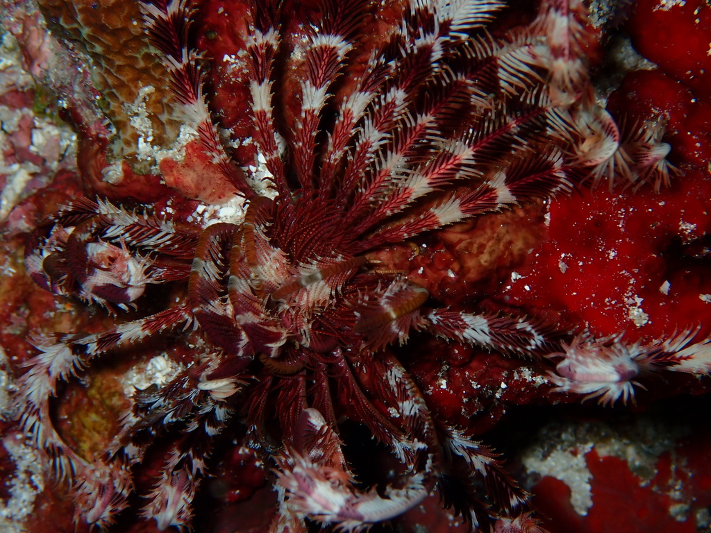 Indian feather star