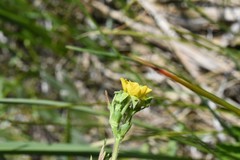 Geum macrophyllum perincisum