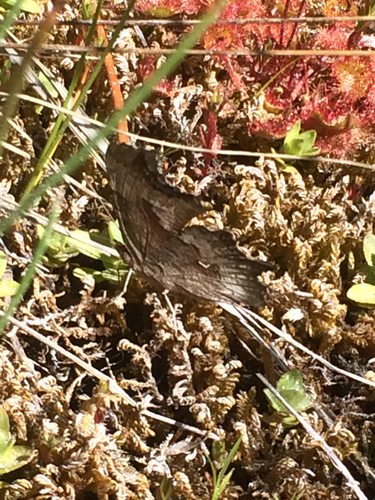 iNaturalist observation photo of Hoary Comma