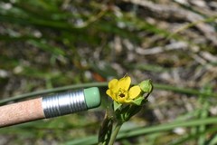 Geum macrophyllum perincisum