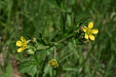 Geum macrophyllum perincisum
