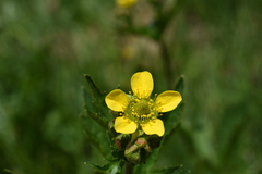 Geum macrophyllum perincisum