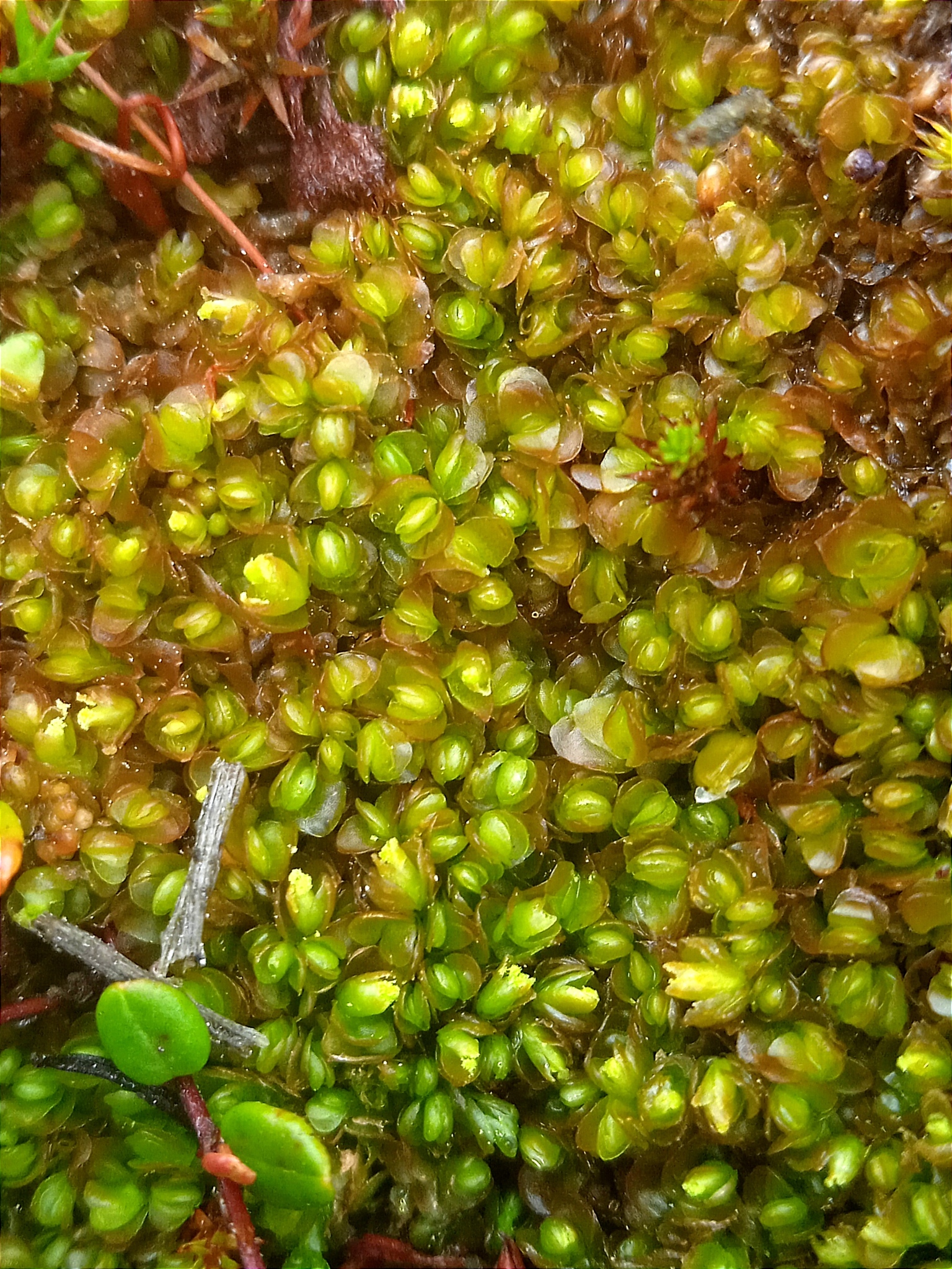 Mylia anomala
