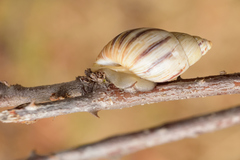 Orthalicoidea