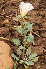 Datura ceratocaula