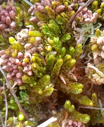 Anomalous Flapwort