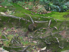 Sundasciurus everetti