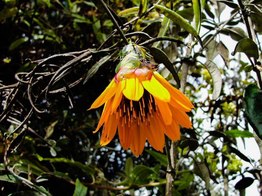 Mutisia