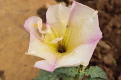 Datura ceratocaula