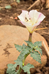 Datura ceratocaula