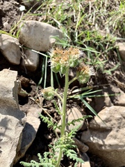Phacelia alba