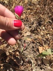 Clarkia rubicunda