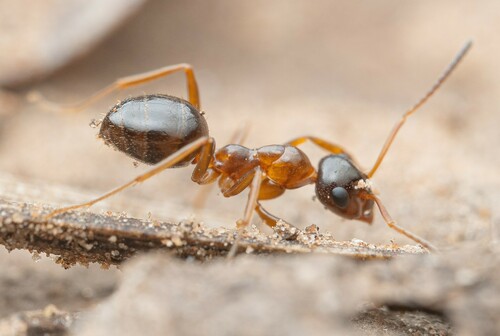 Formica limataFormica limata