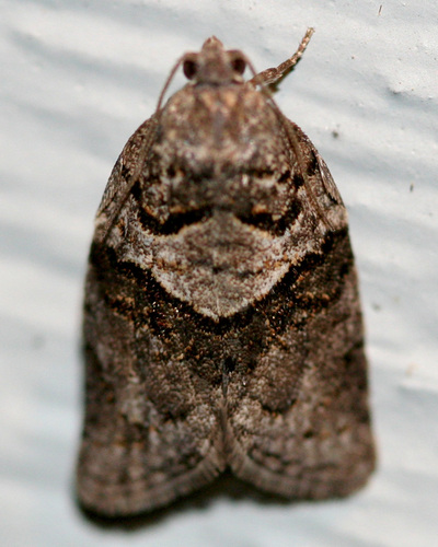 Gray Leafroller Moth photo 6