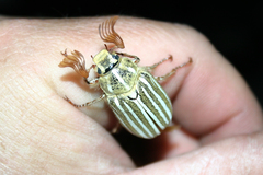 Polyphylla decemlineata
