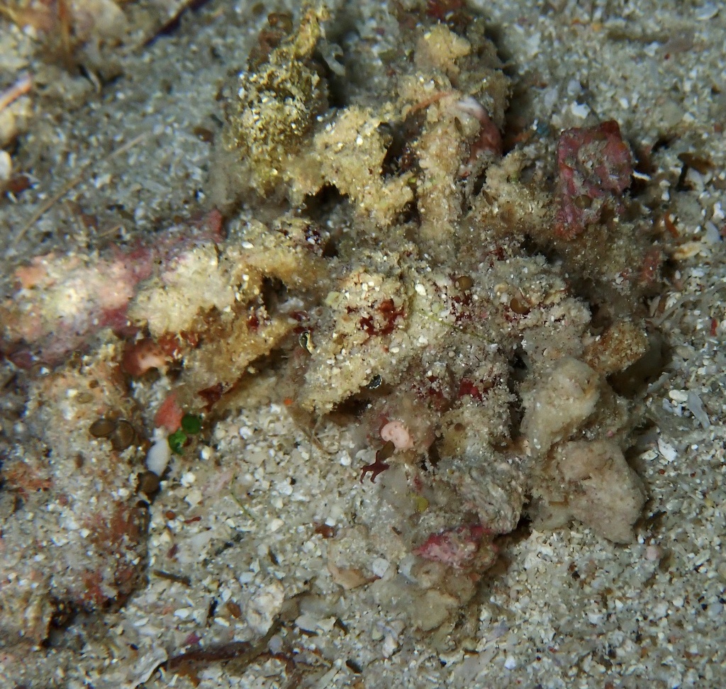 Reef decorator crab