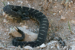 Crotalus cerberus