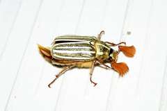 Polyphylla decemlineata
