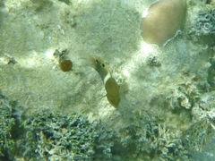 Chrysiptera biocellata