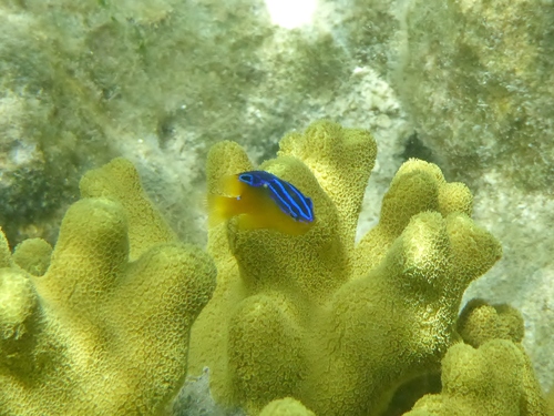 Blueback Damsel