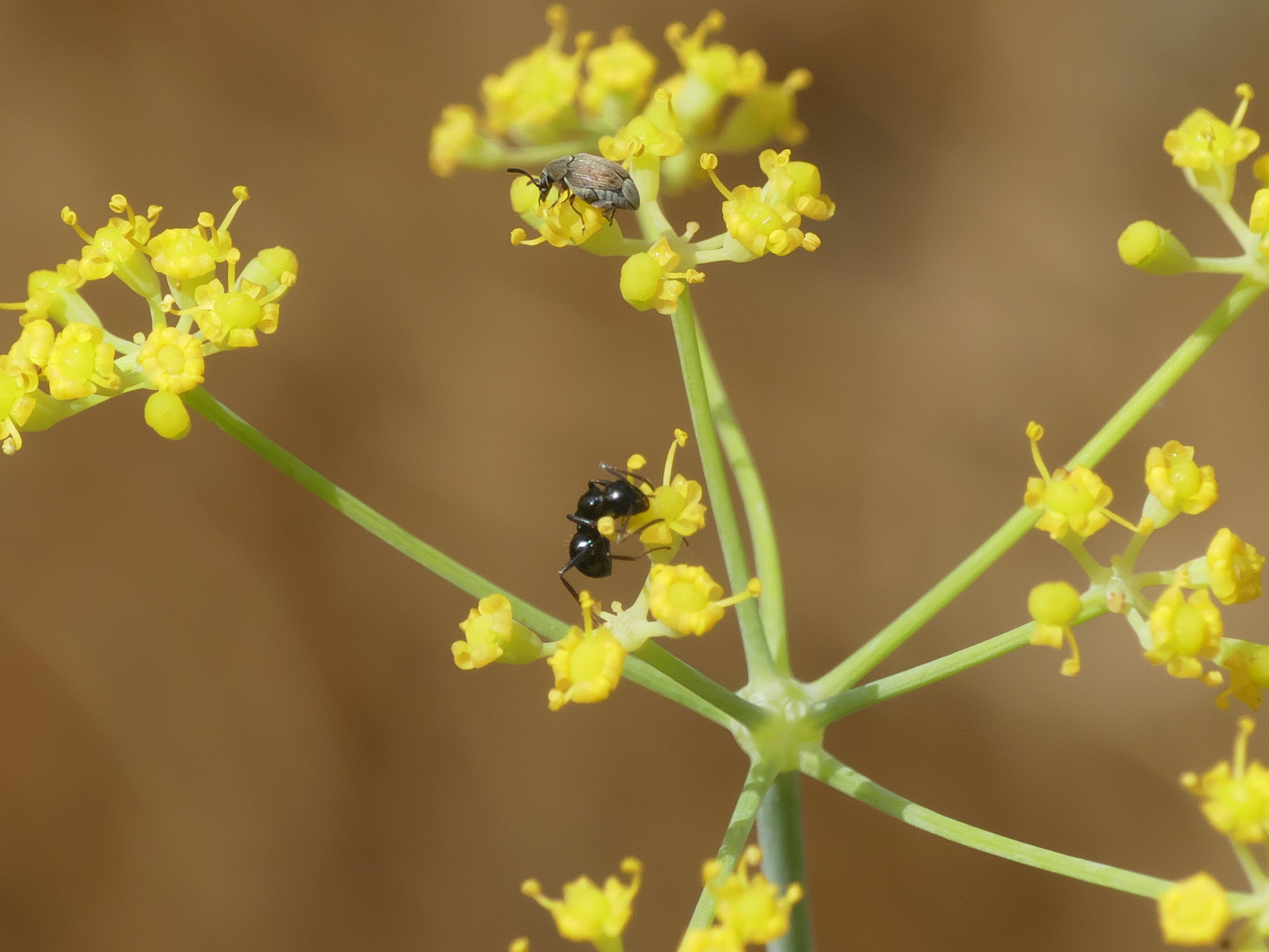 Camponotus spissinodis