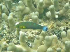 Halichoeres melanurus