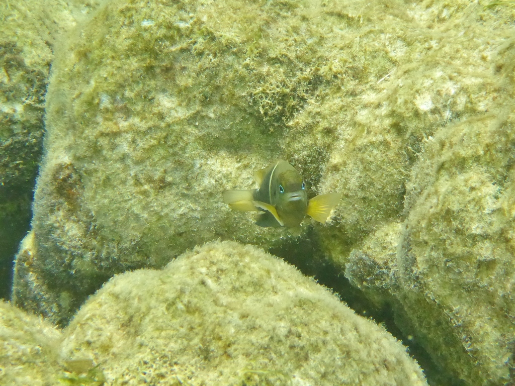 Twinspot damselfish