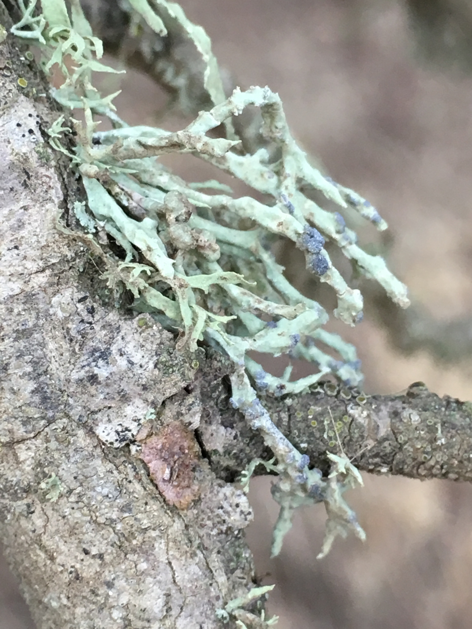 Niebla cephalota image