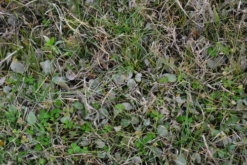 Nierembergia rivularis