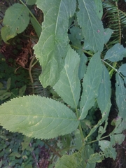 Sambucus racemosa racemosa