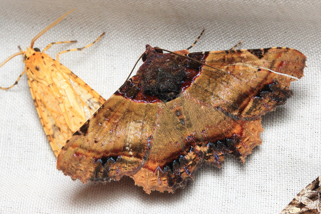 Metria phoenicopasta