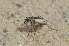 Cicindela limbata
