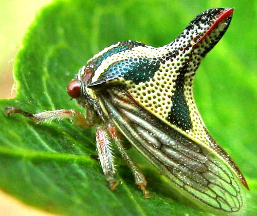 Umbonia gladius