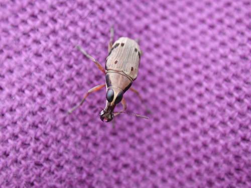 Altipectus