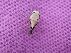 Tropiderini
