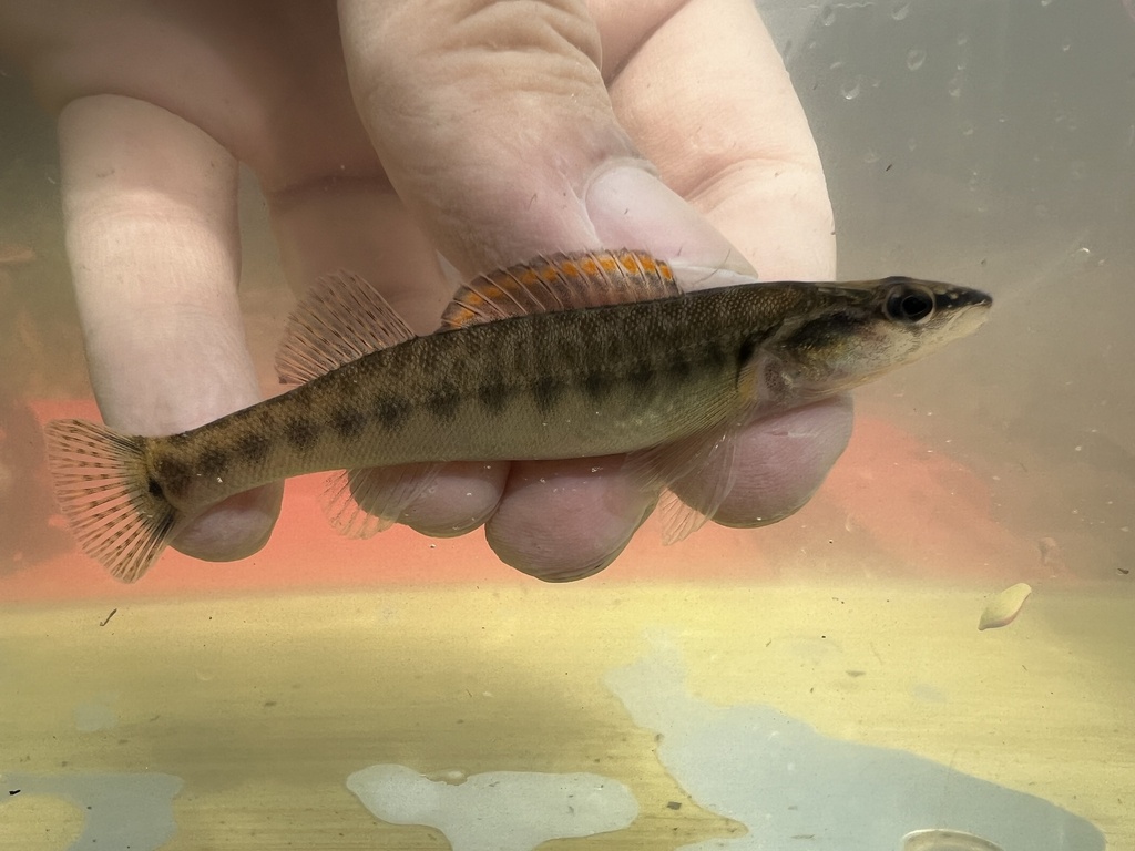 Slenderhead darter (Percina phoxocephala) — Percidae